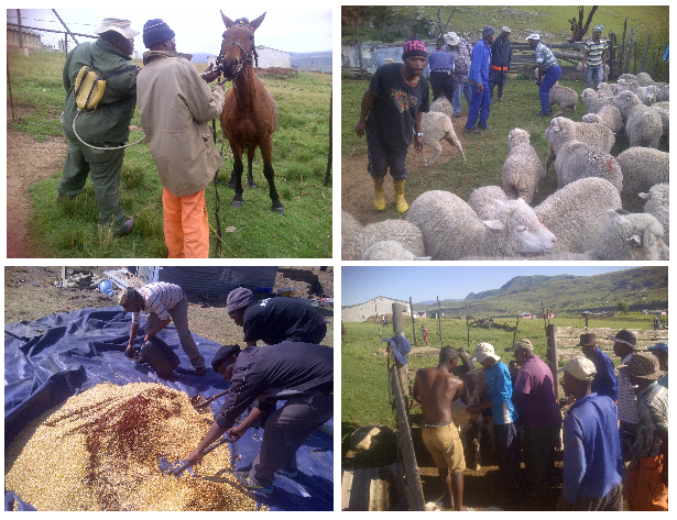 Mngcunube Development livestock project in Sakhisizwe